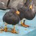 Flightless Steamerduck